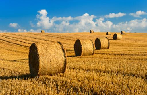 Le Clos Saint Vincent Manneville-ès-Plains Exteriér fotografie